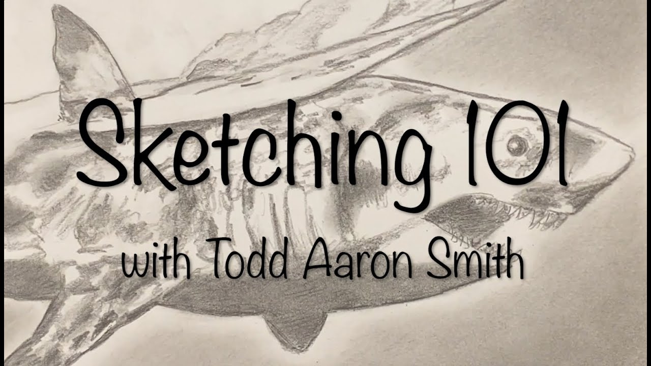 Sketching 101: Shark