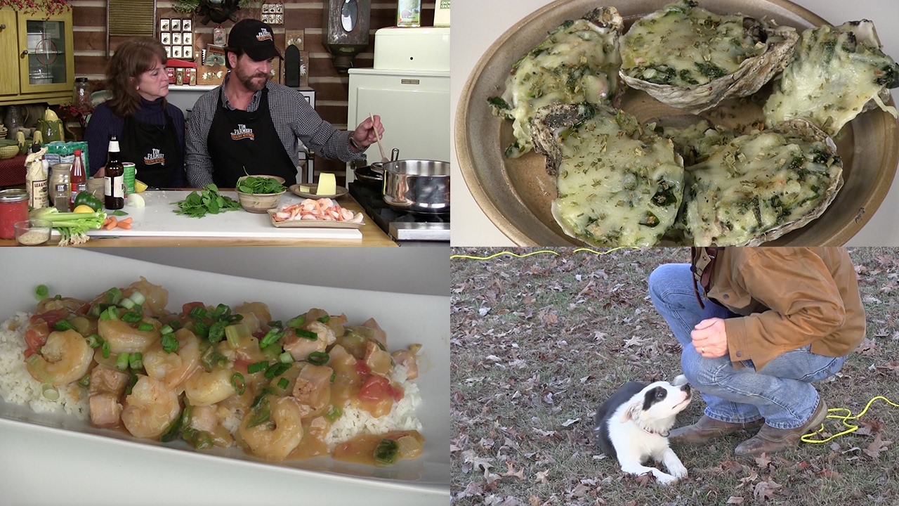 Oysters Rockefeller, Shrimp Étouffée, Training our Border Collie (Episode #405)