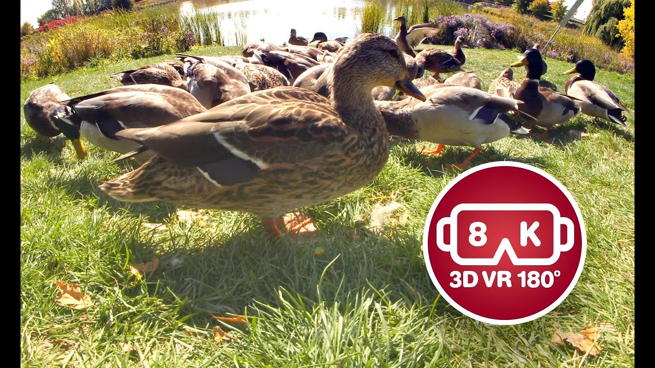 Ducks in VR180 (Virtual Reality)