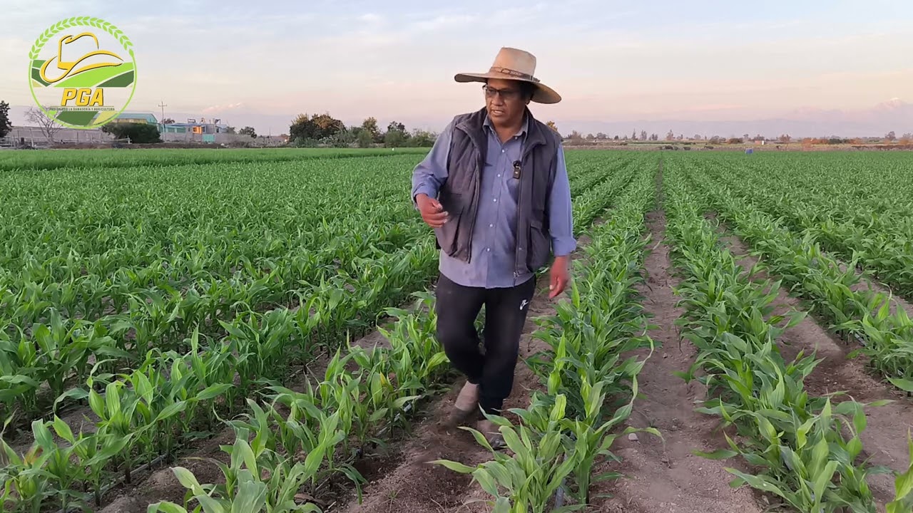 El riego controlado en la temporada de fr&iacute;o en el cultivo de ma&iacute;z.