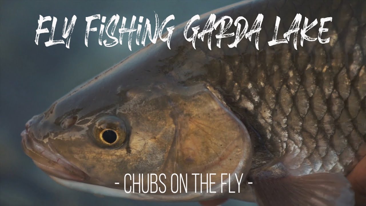 Lavezzinifly - Fly Fishing Garda Lake (Chubs on the fly) [pesca a mosca ai cavedani]