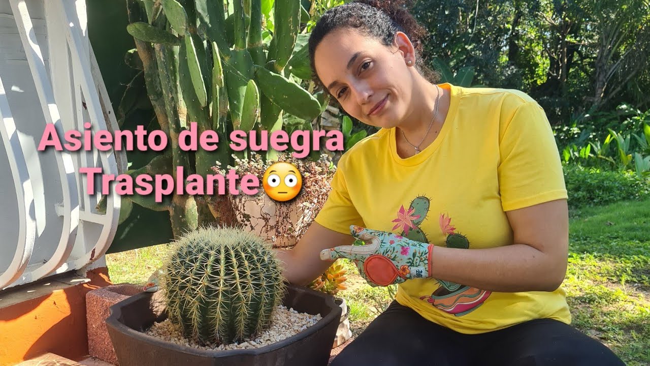 🌵Cactus asiento de suegra/Echinocactus grusonii. Trasplante todo un reto😳