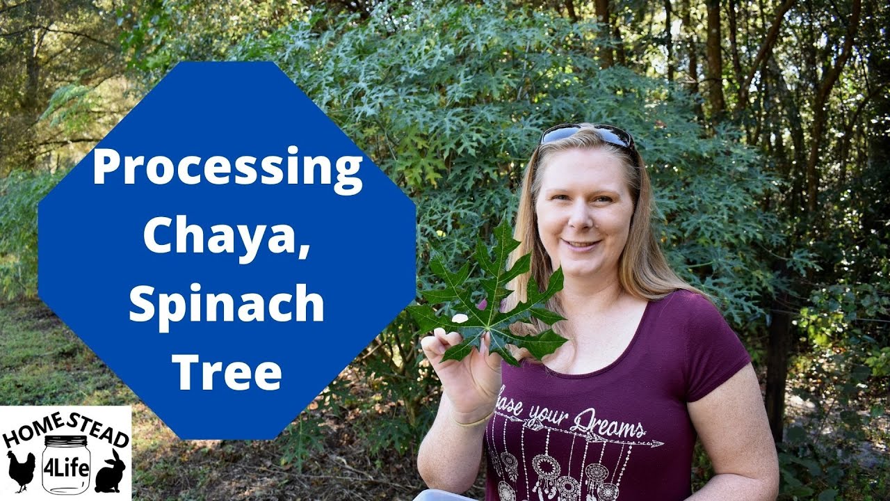 Chaya/Spinach Tree - Growing, Care and Preparing
