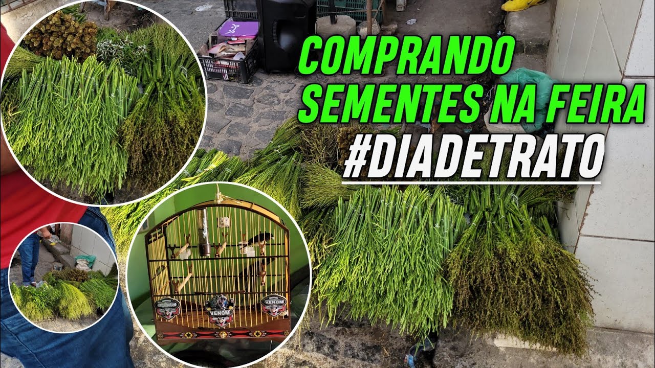 FEIRA DO TROCA DE JABOAT&Atilde;O | LOCAL ONDE COMPRO AS SEMENTES PARA OS PAPA CAPIM!