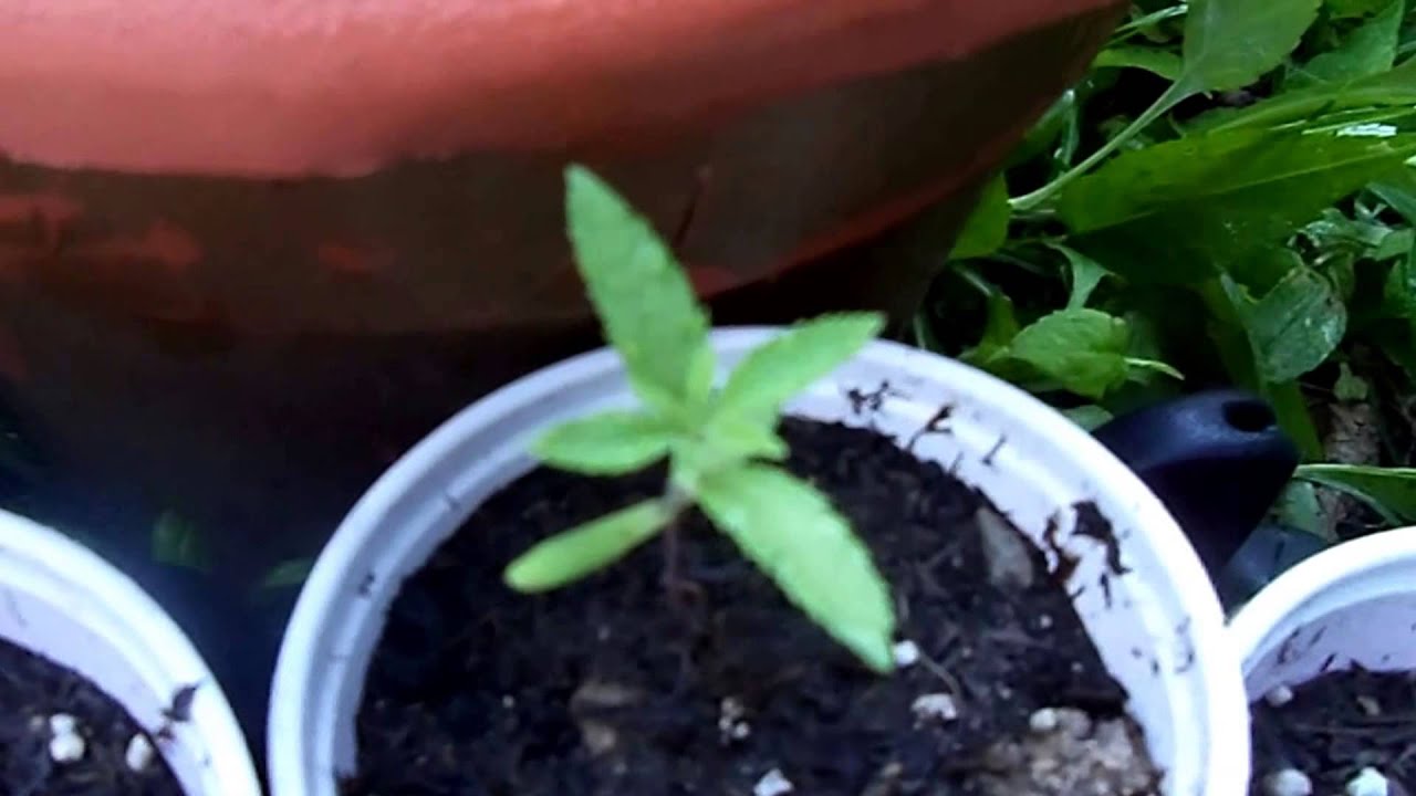 rare dank outdoor sea of green week 2