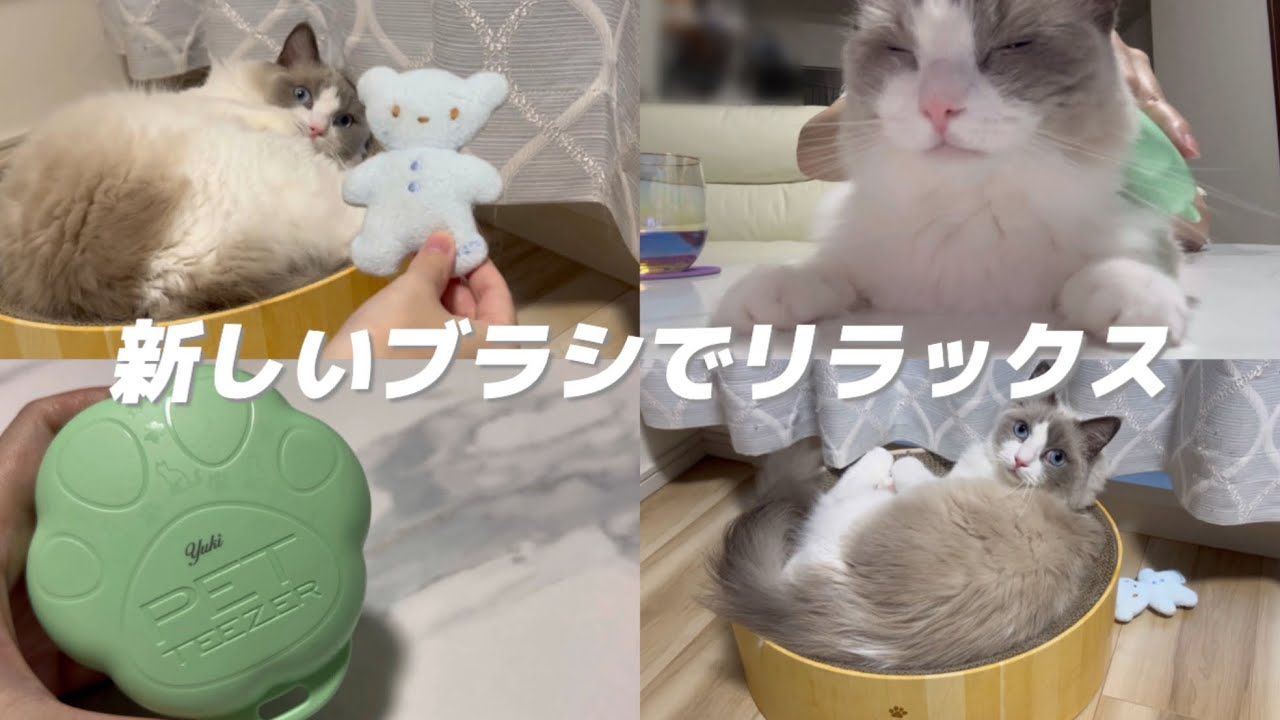 【PET TEEZER】新しいブラシが最高だった✨/The New Brush Is Amazing ✨