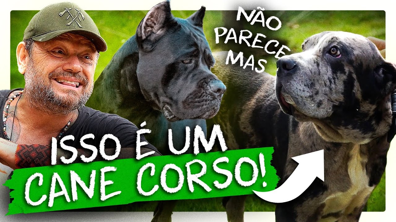 ESSE CARA CRIA CORES RARAS DE CANE CORSO! | RICHARD RASMUSSEN