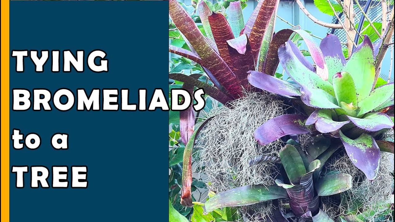 MOUNTING BROMELIADS and AIR PLANT, TROPICAL GARDEN idea using BROMELIAD | BUHAYMOTHER