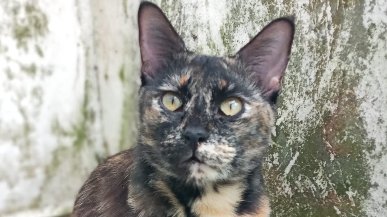 Time Machine Cats !!!! Longest Daily Cat's Story