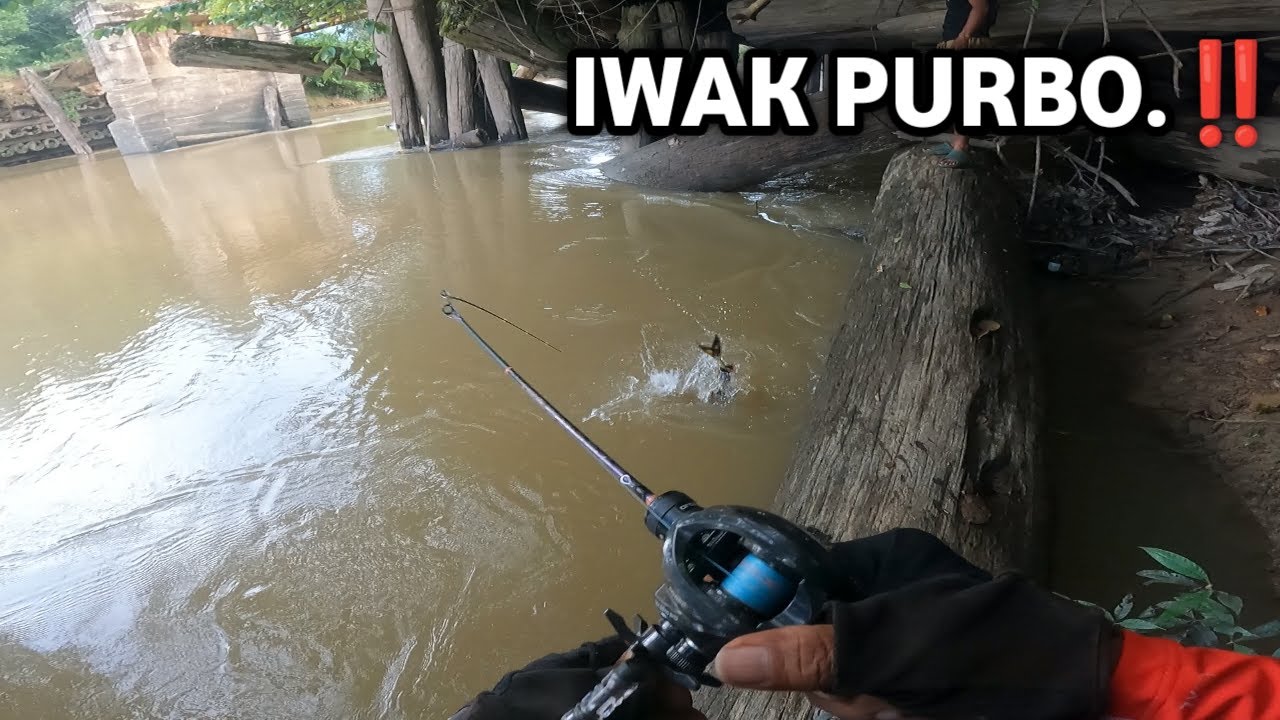 IKAN DOKAT atau BAGARIUS di sungai bulik