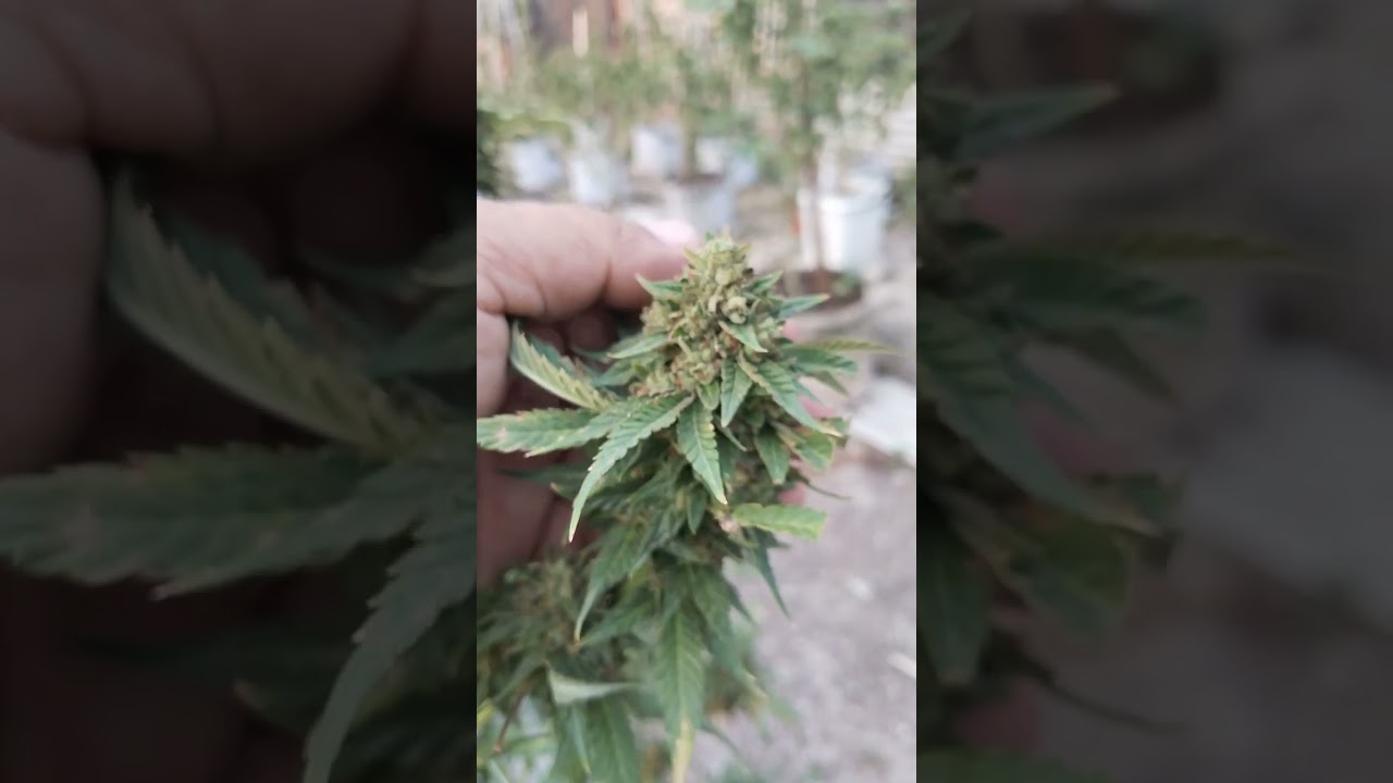 High Society : Compound genetics
