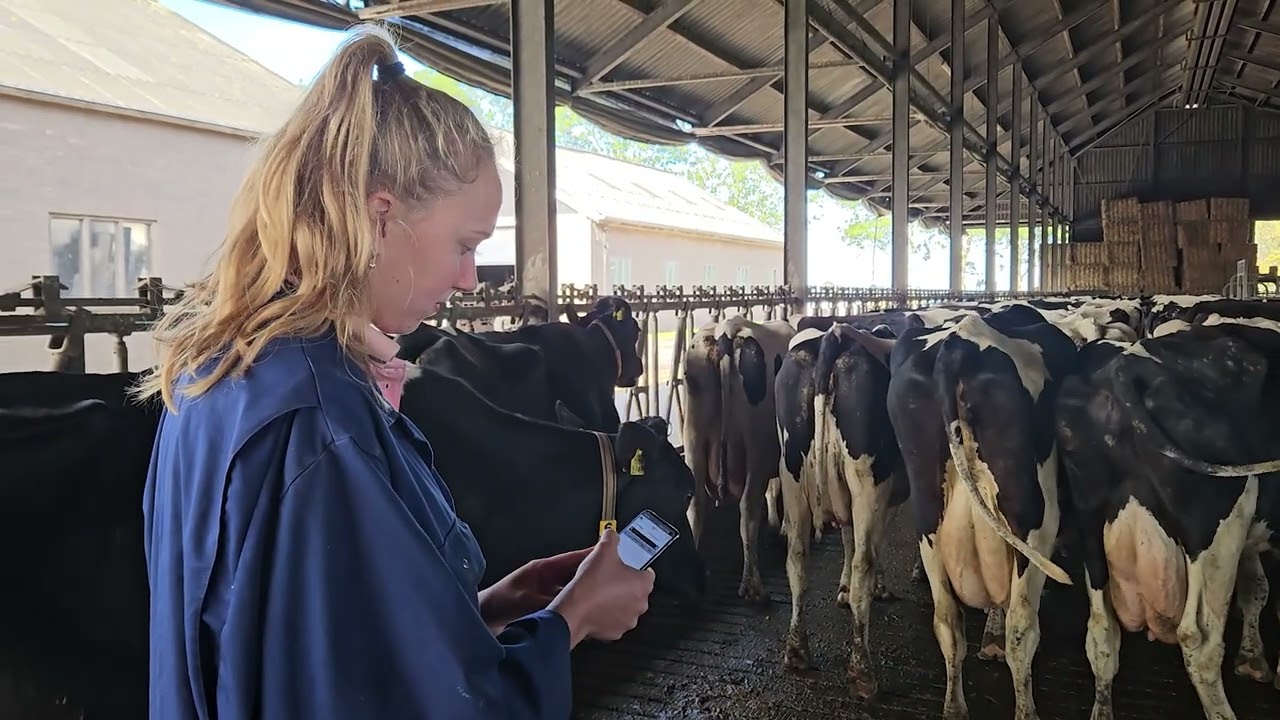 Van monster tot management: hoe data in de melkveehouderij écht werkt