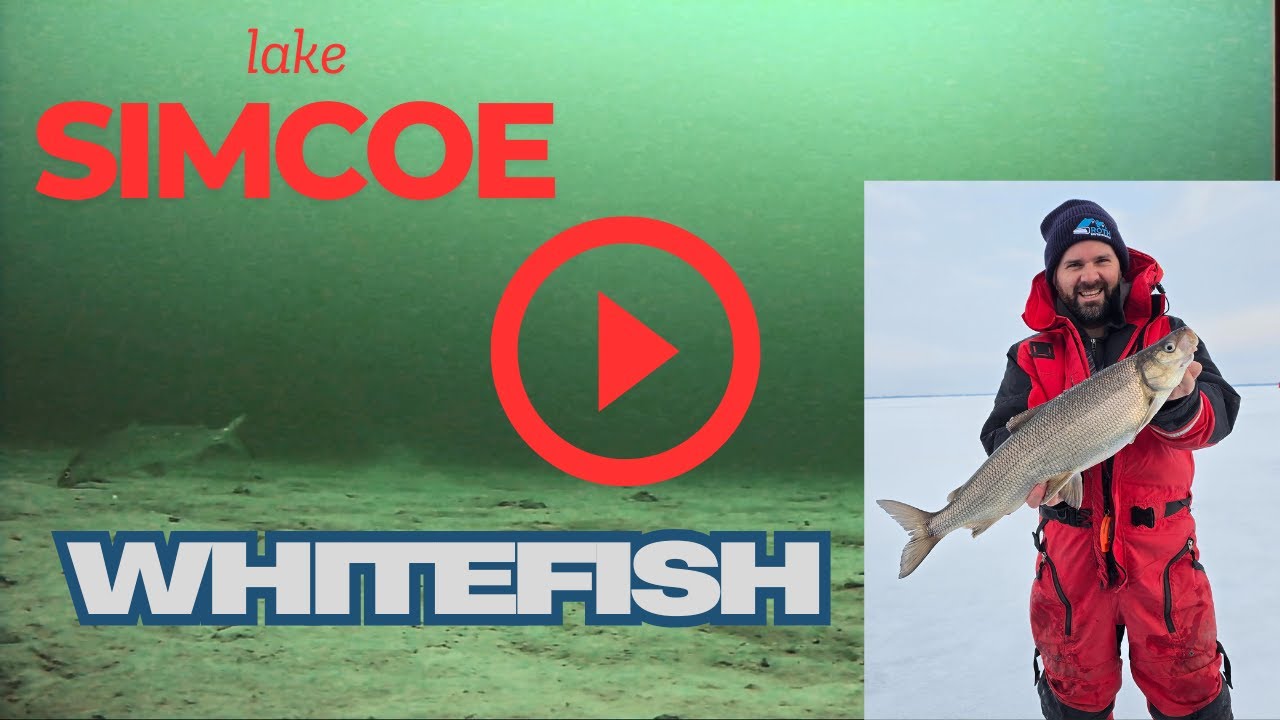Ice Fishing Lake Simcoe Whitefish 2025