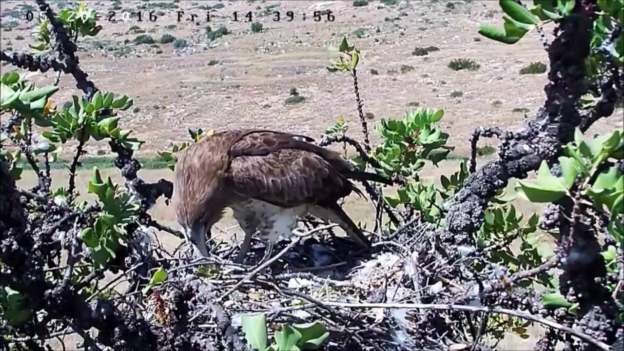 Israel Raptor Nest Cam 21 5 16