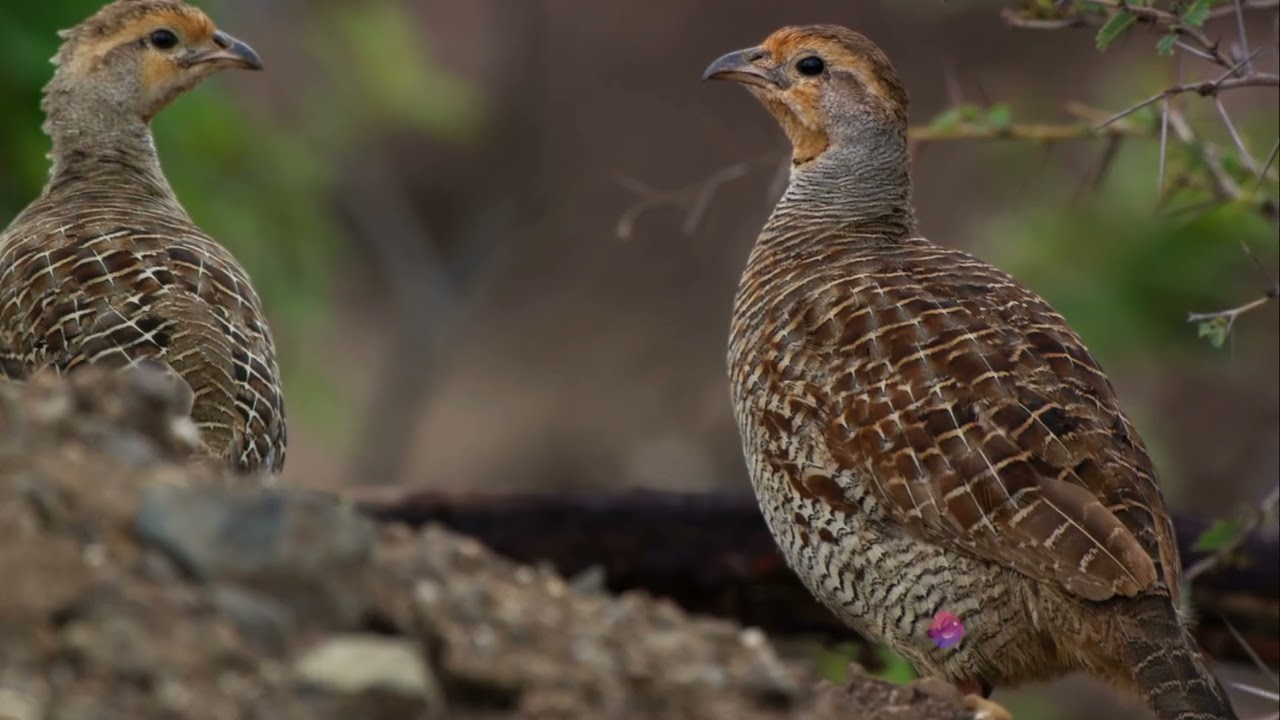 A video of the Best 5 Animals to have in your backyard for sustainability and self-sufficiency