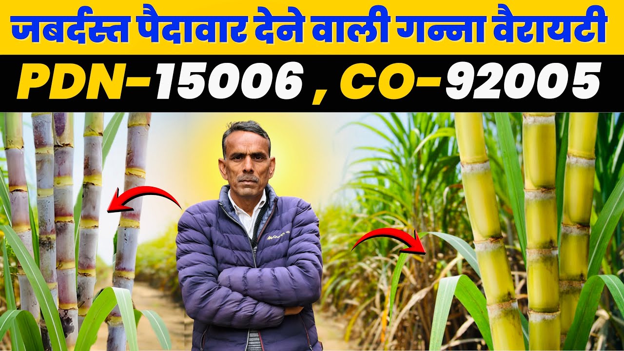 जबर्दस्त पैदावार देने वाली गन्ना वैरायटी PDN-15006 , CO-92005 एक एकड़ में बीज तैयार SugarcaneFarming