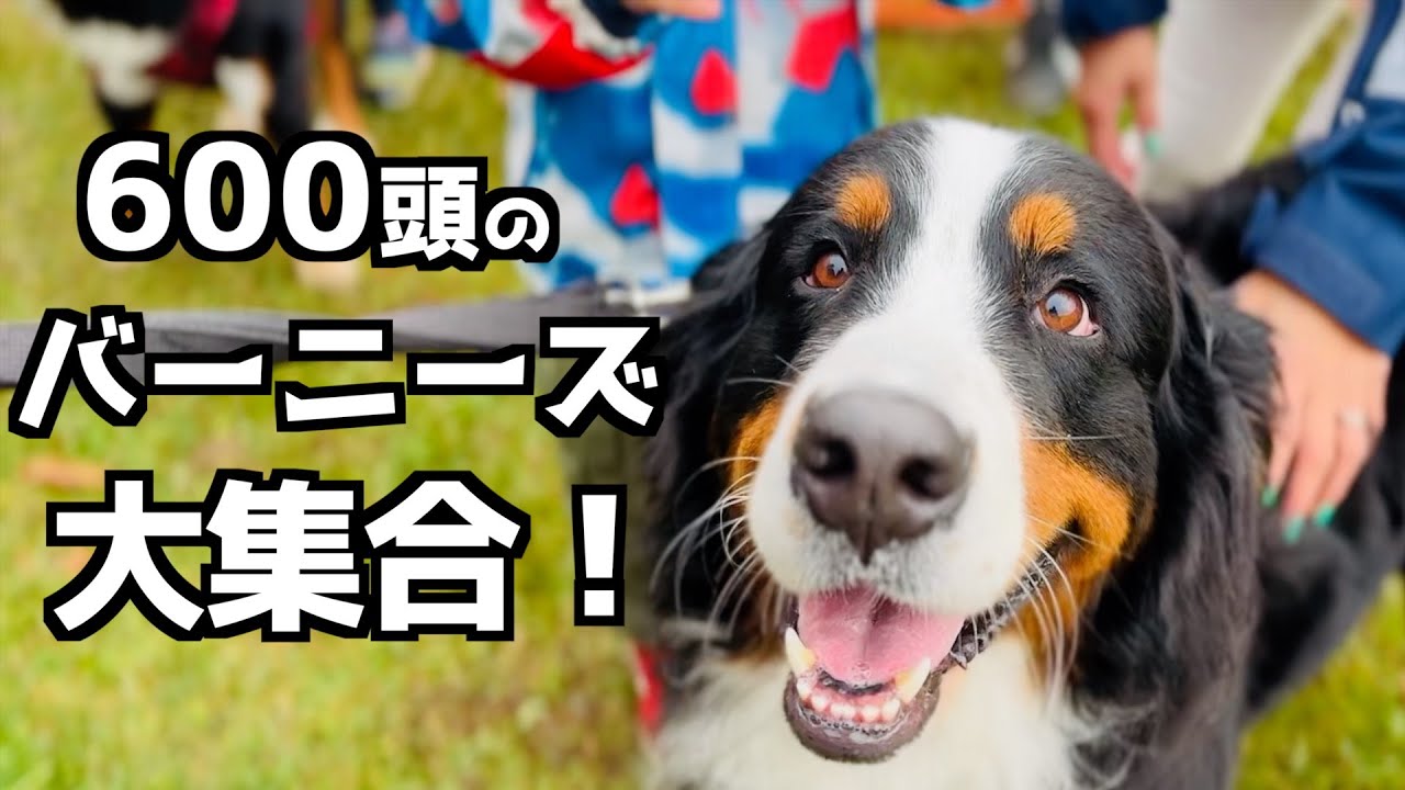 バーニーズジャンボリー2024！みんなに可愛がられて幸せいっぱい！