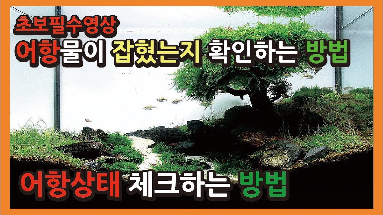 어항 물이 잡혔는지 알아보는방법, 어항상태체크방법, -어항만들기-안시박사