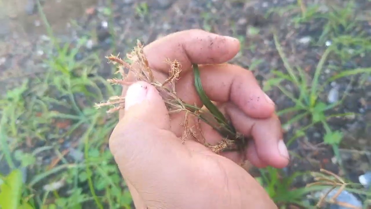 rumput teki dan ciri cirinya