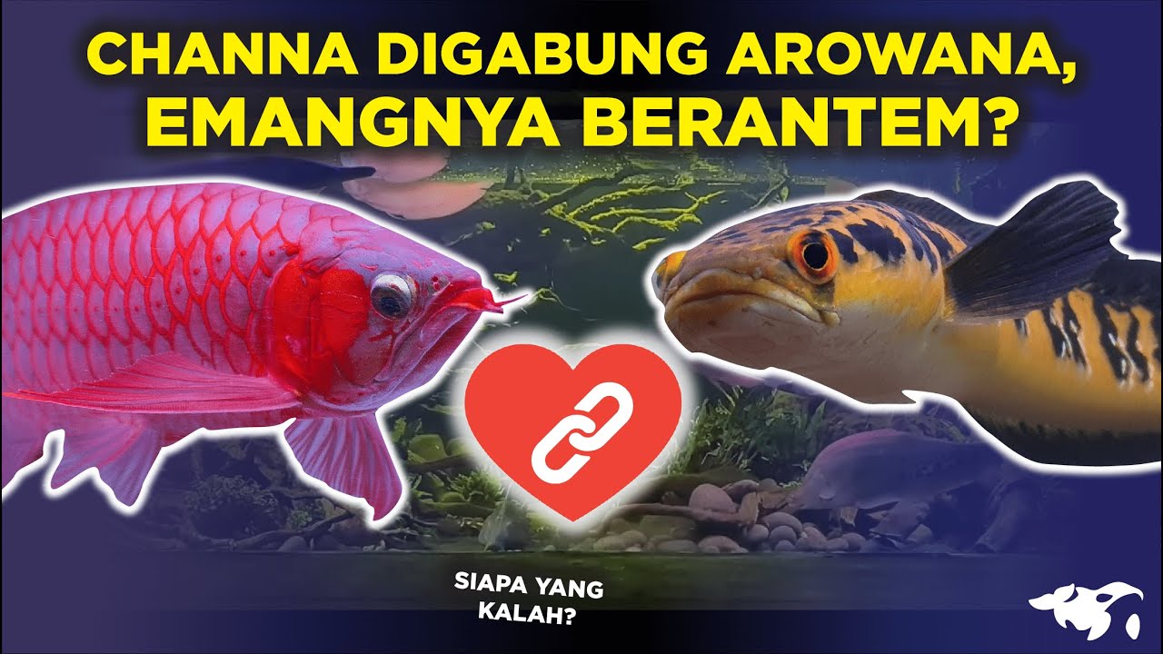 CHANNA DIGABUNG AROWANA EMANGNYA BAKAL BERANTEM ATAU AMAN IKAN NYA?
