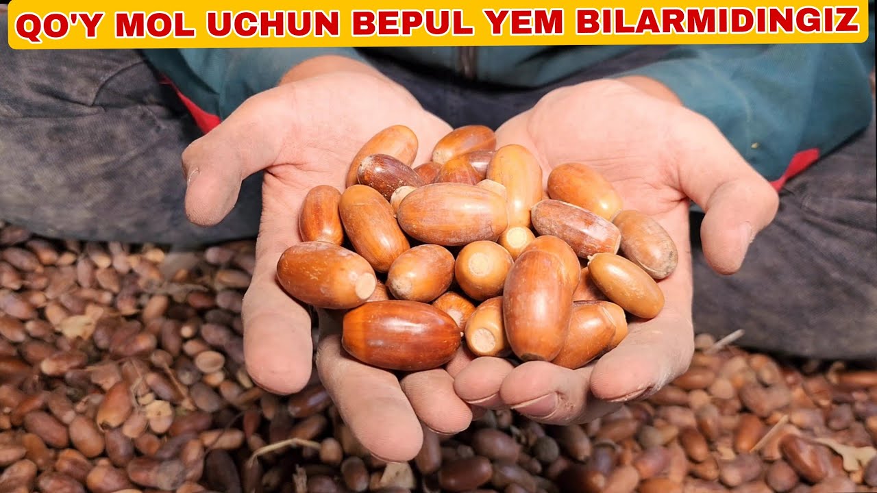 PUL SARIFLAMAY QO'Y MOL BOQISH USLUBI