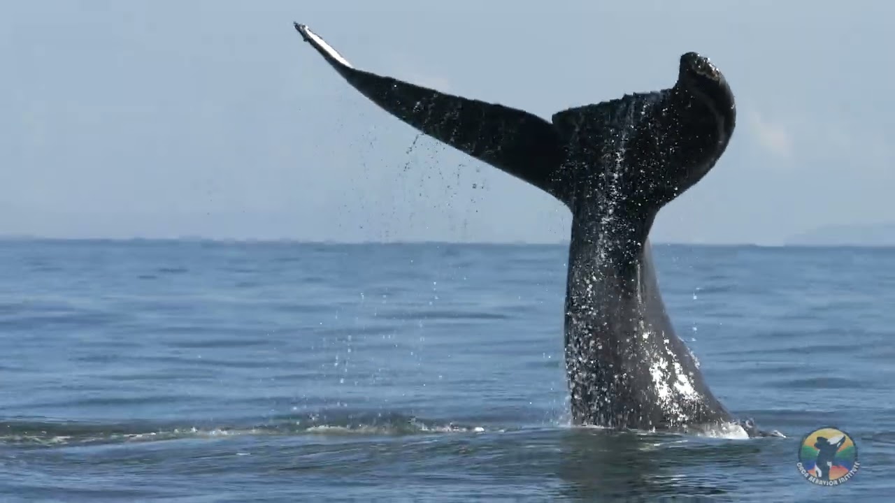 Humpback Whales in the Strait of Georgia - Nov. 27, 2022