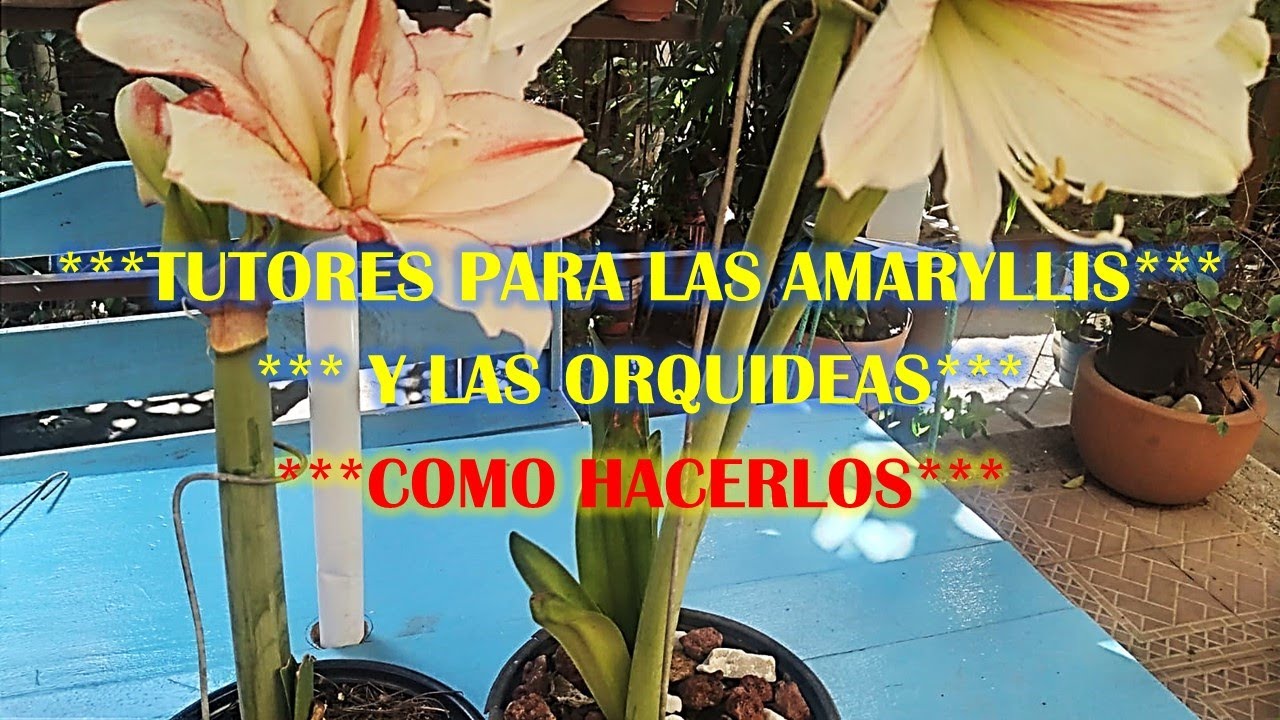 ¡¡COMO HACER UN TUTOR PARA LAS AMARYLLIS Y LAS ORQUIDEAS, ECONÓMICOS Y FÁCILES DE HACER!!!