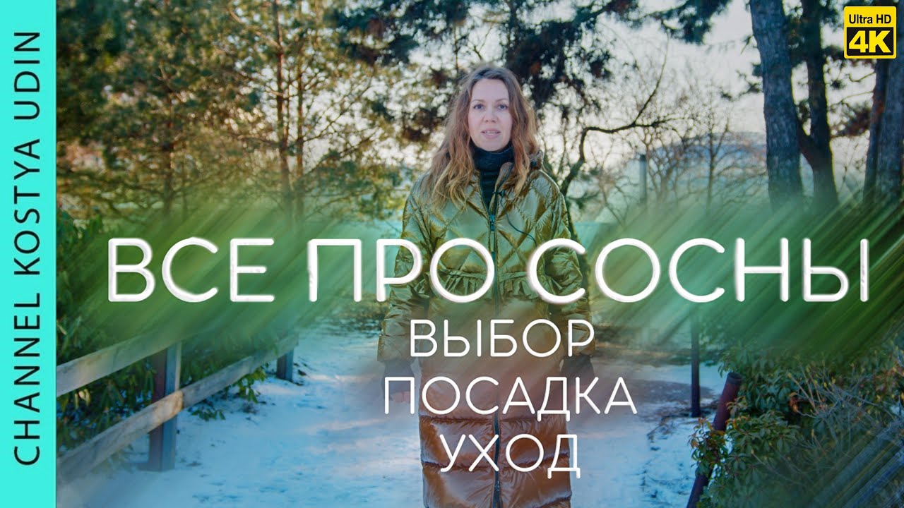 СЕКРЕТЫ И ОШИБКИ В ПОСАДКЕ И УХОДЕ ЗА СОСНАМИ | ПУШИСТЫЕ СОСНЫ БЫСТРО | КАК ВЫБРАТЬ СОСНУ