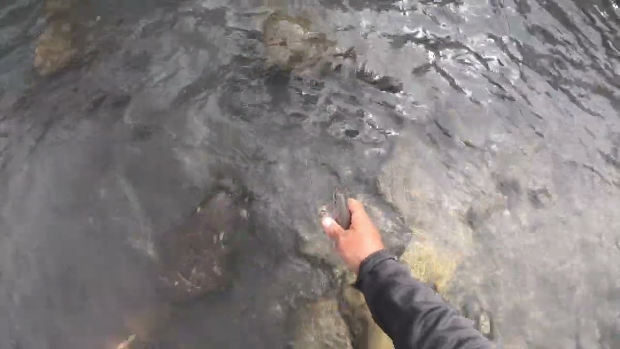 Truites à la nymphes au fil #3 pêche à la mouche , Hautes Alpes , le Drac
