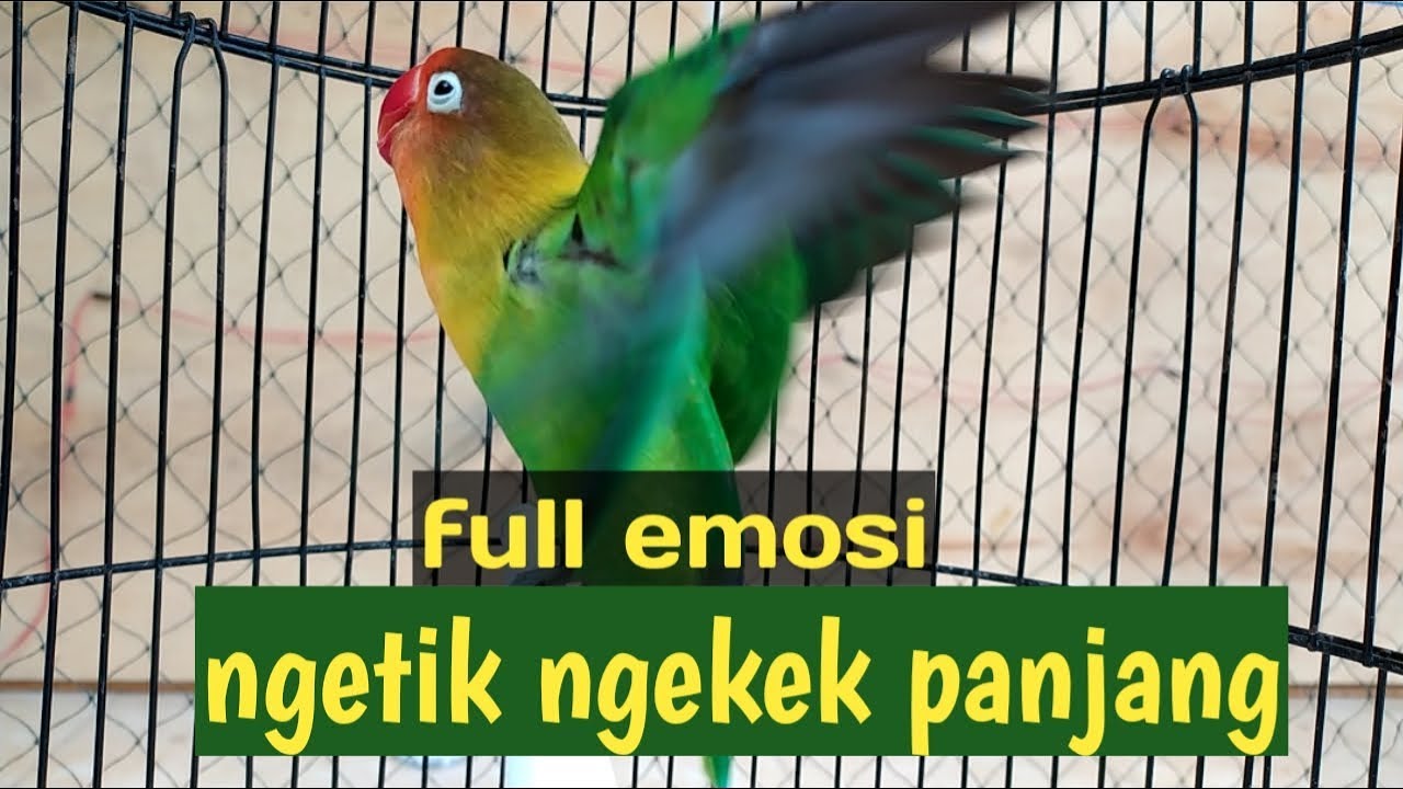 Full emosi tinggi!!Lovebird ngetik ngekek memanggil lawan pancingan bikin lb cepat bunyi