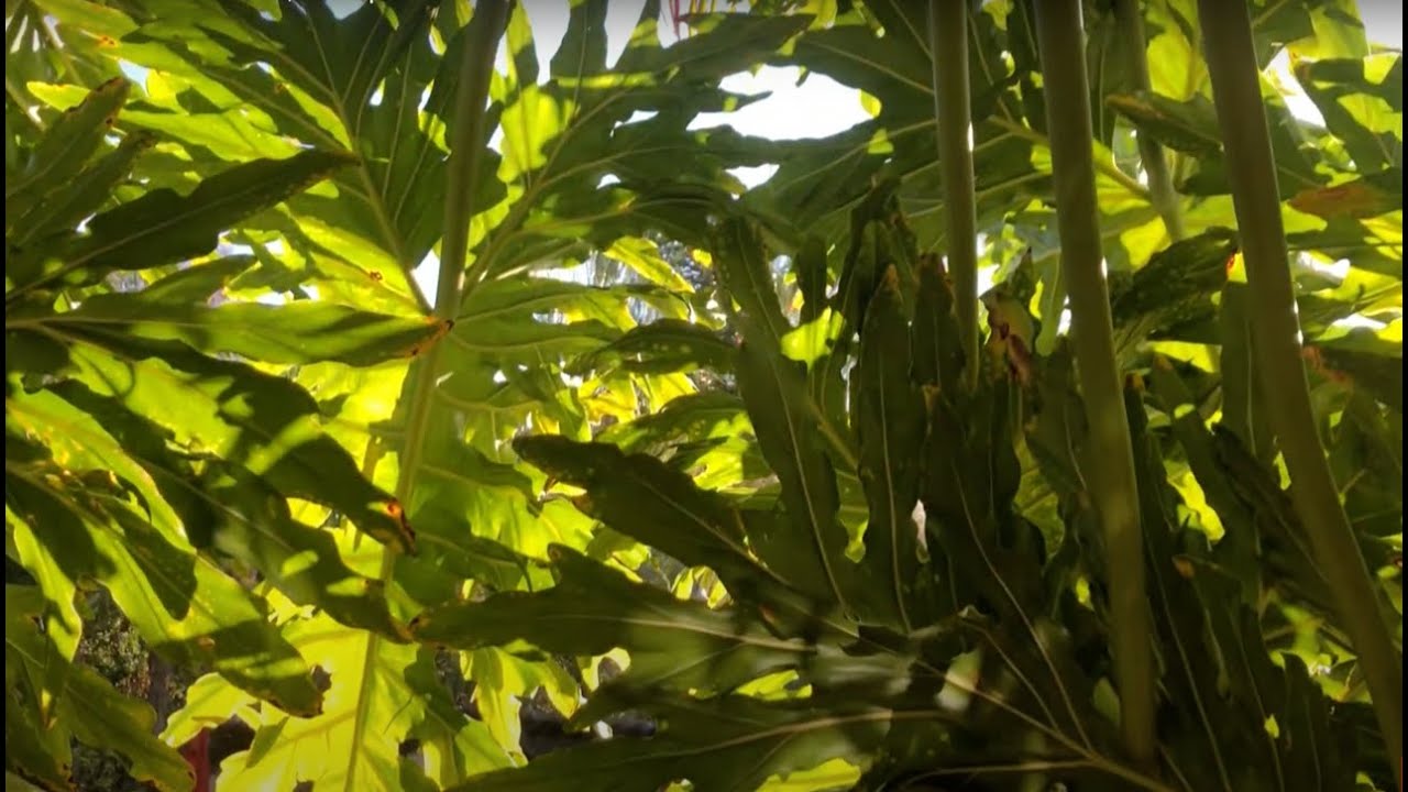 Philodendron selloum, The Split Leaf Philodendron