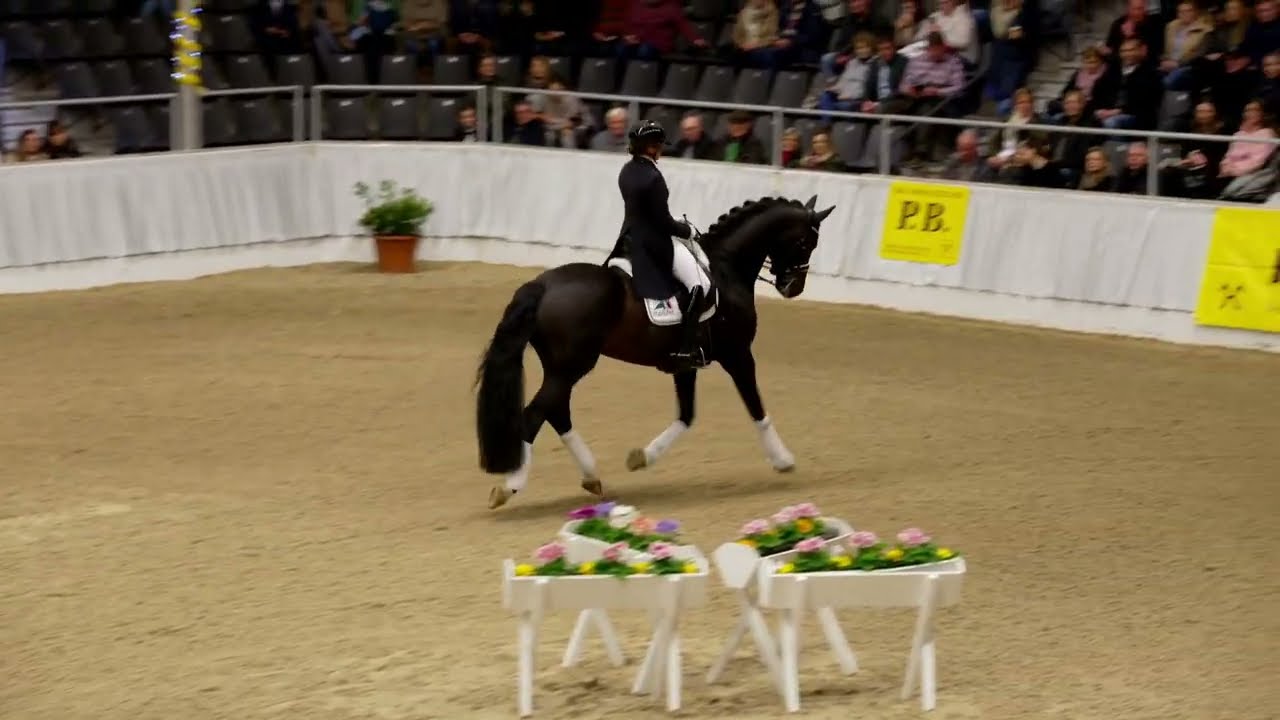 03 FLASHBACK PB Schau Verden 2023 Dressurhengste Schleier