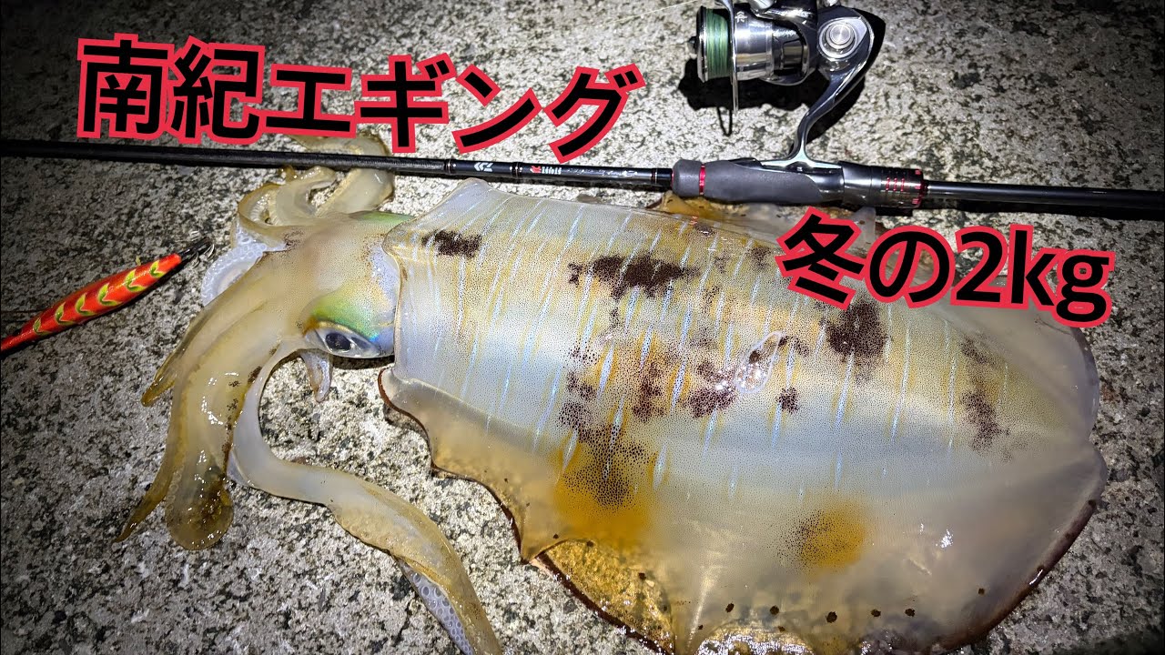 2025年末南紀エギング!! 出ました良型!!