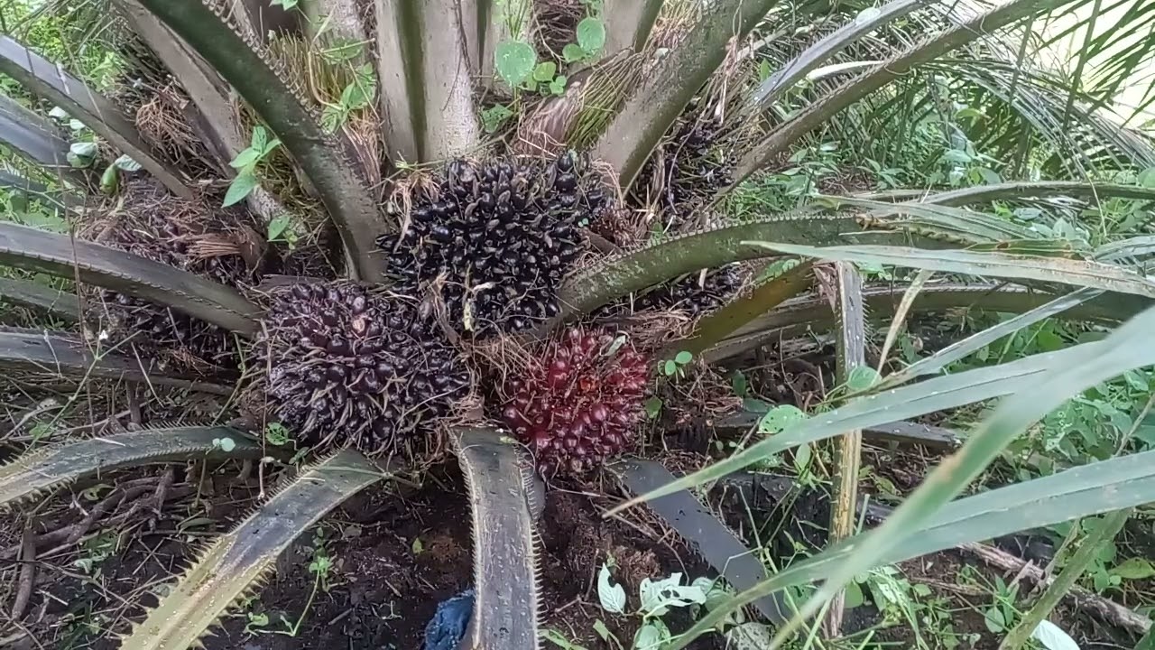 cara panen sawit buah pasir buah terjepit//masih mepet ketanah,begini triknya..?