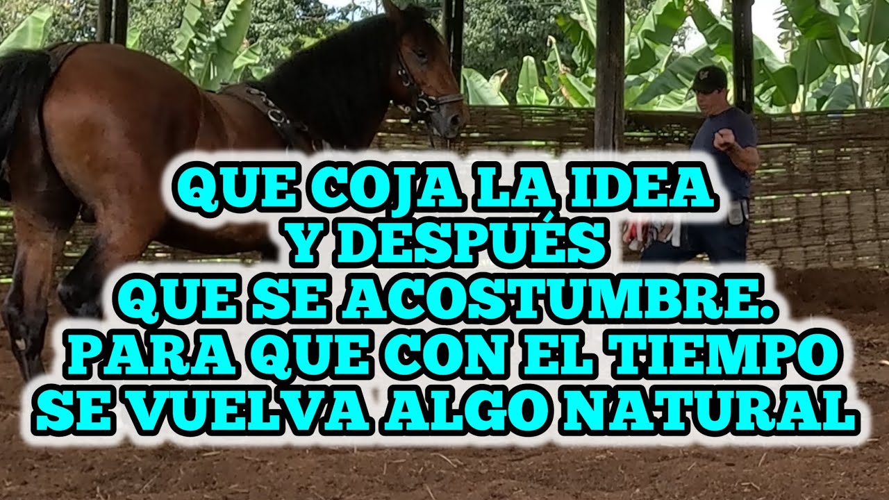 QUE COJA LA IDEA Y DESPUÉS QUE SE ACOSTUMBRE. PARA QUE CON EL TIEMPO SE VUELVA ALGO NATURAL clase#14