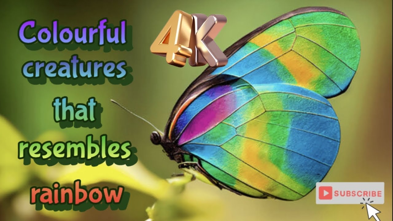 Colorful Creatures That Resemble a Rainbow 4K
