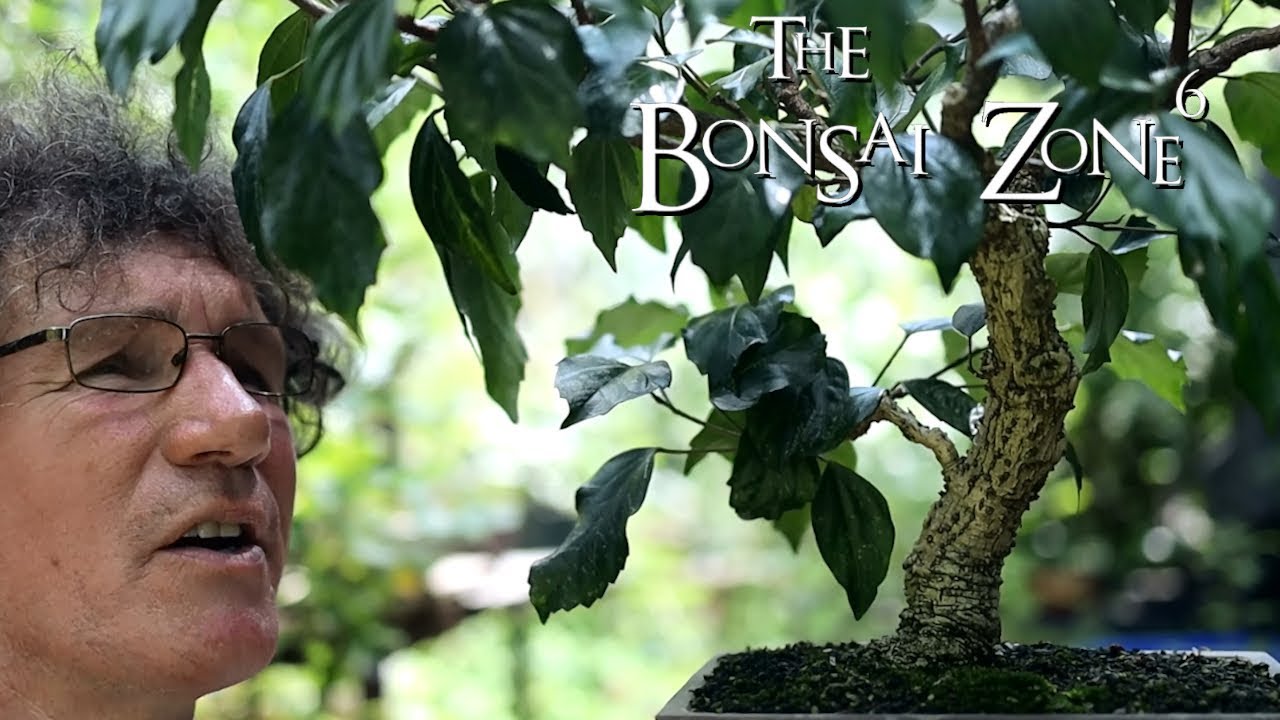 Mid Summer Bonsai Pruning, Part 1, The Bonsai Zone, July 2019