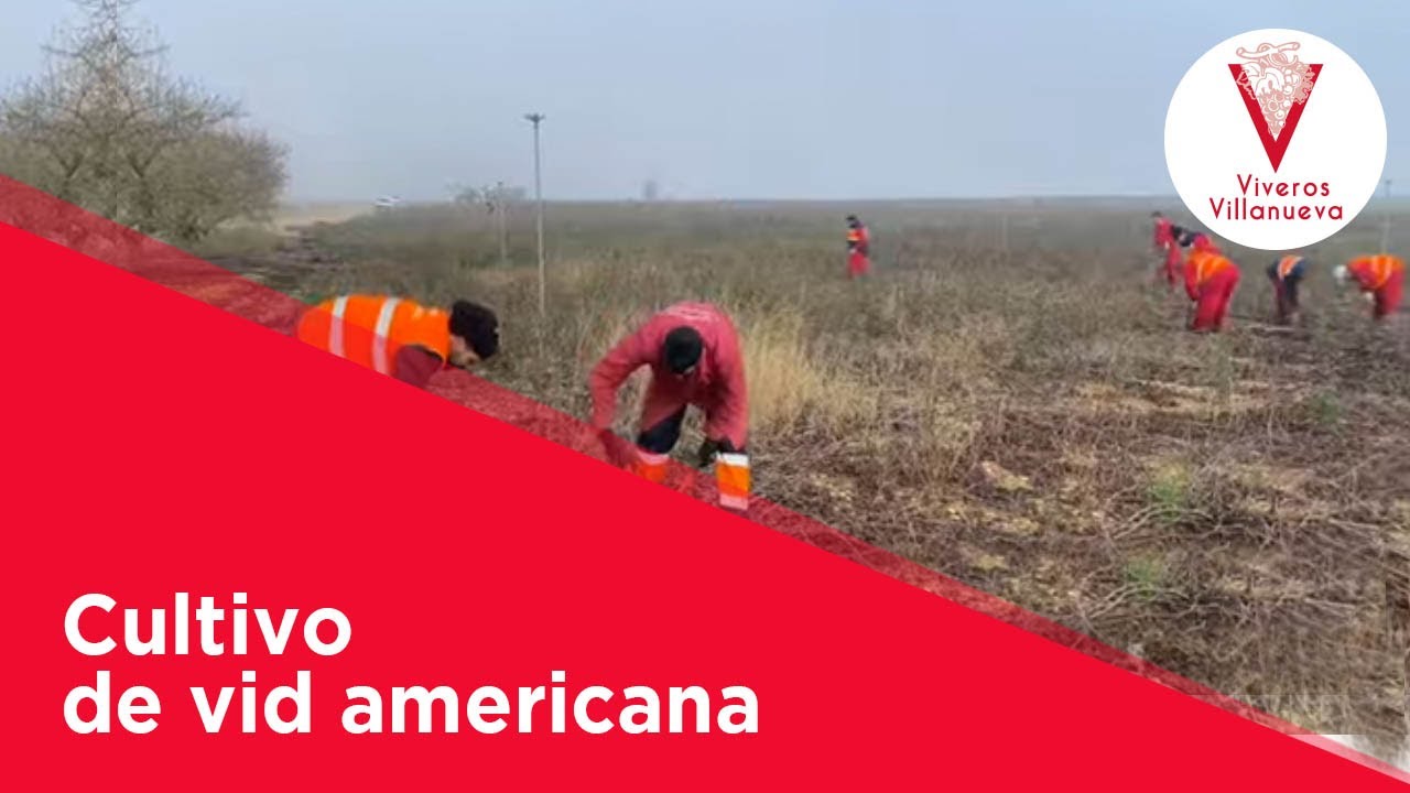 Cultivo de vid americana