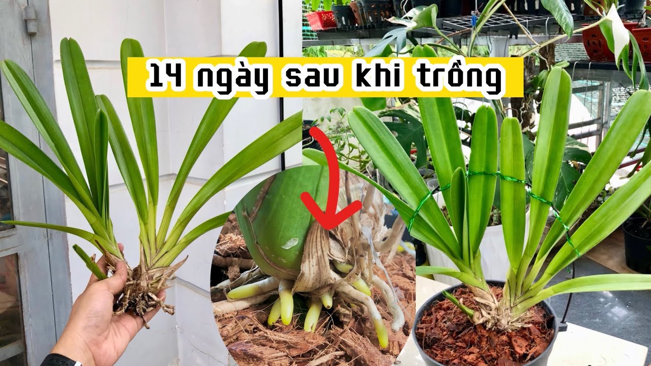 Kỹ thuật trồng và xử lý lan kiếm khi mới mua về | thật đơn giản | hoa lan Trần Khương