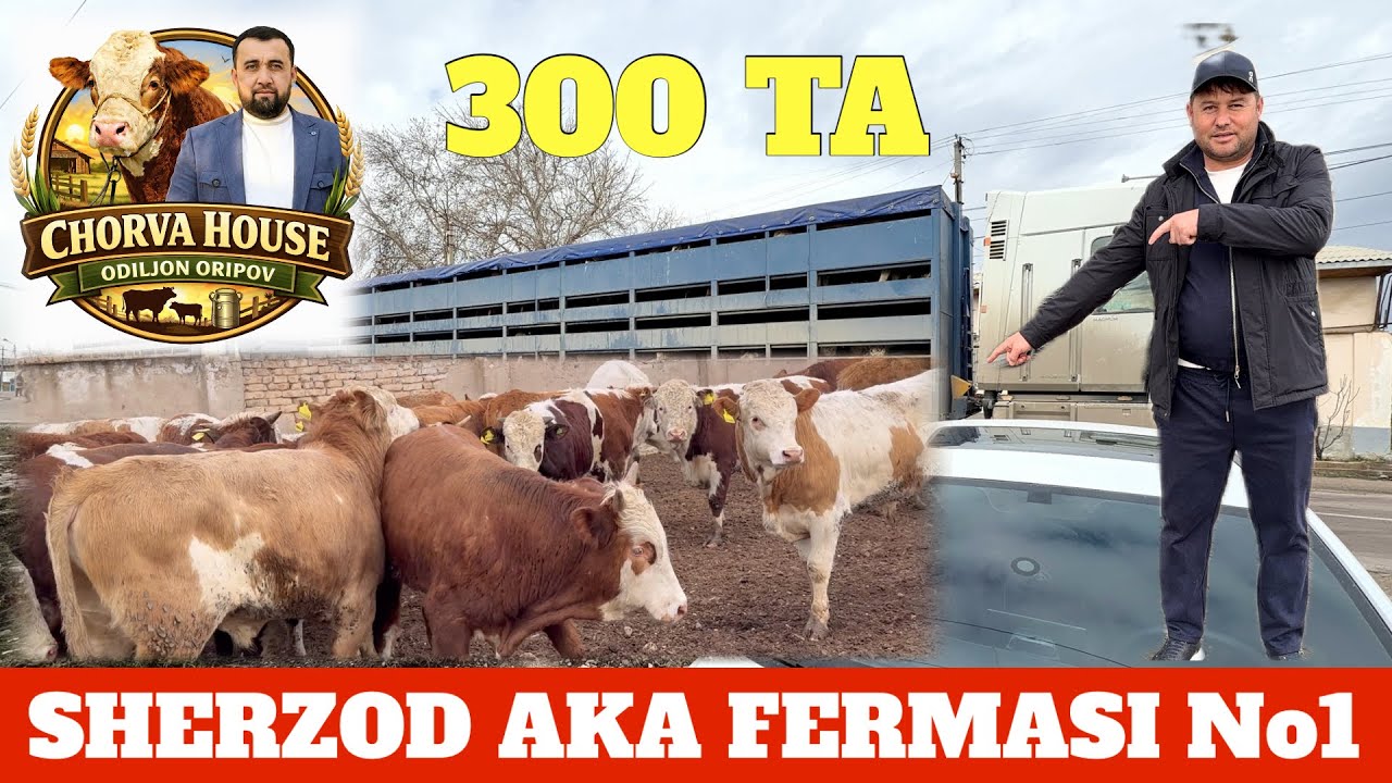 SHERZOD AKA SIMENTAL LIMUZING BUQALARI KELDI VADA QILINGAN BUQALA 300 BOSH ERTAGA KELADI