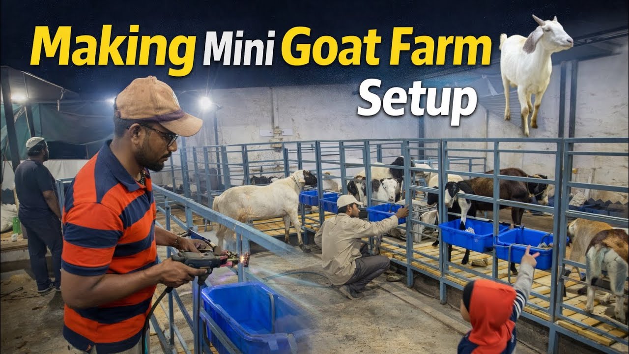 Making Mini Goat Farm Setup 🐐 | Home Goat Farming