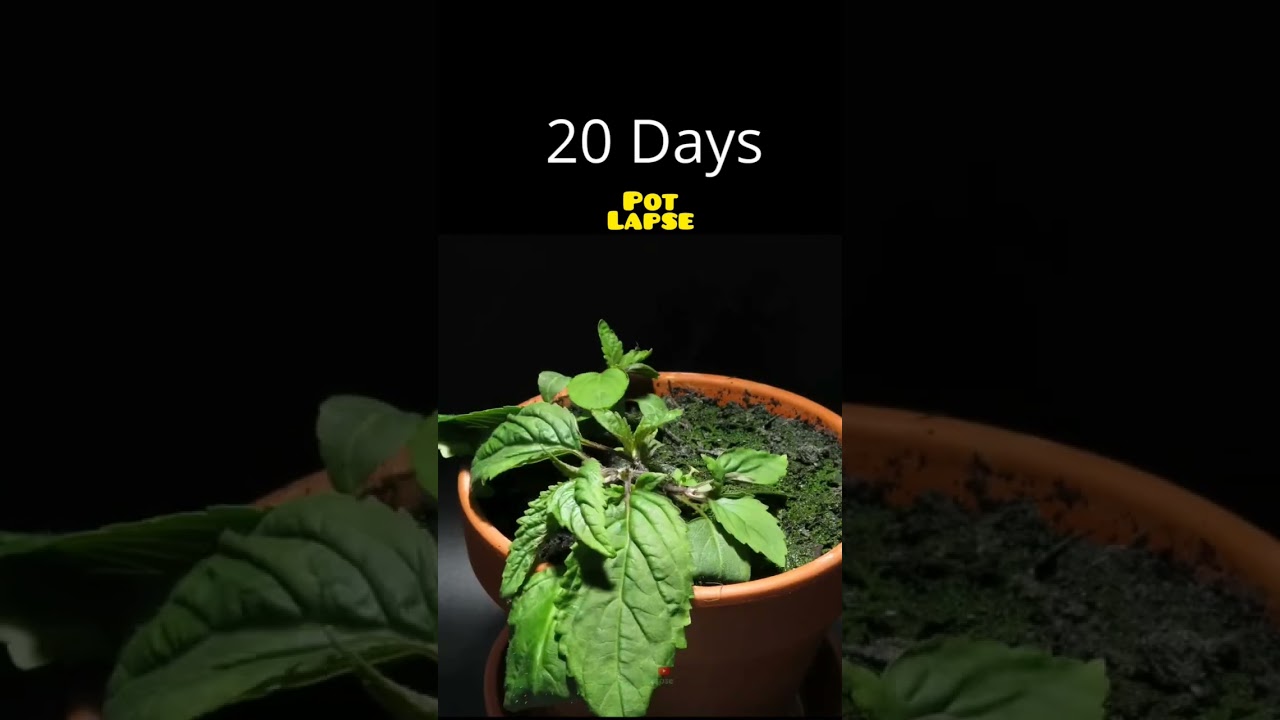 Timelapse of mint(pudina) #timelapse #seeds #viral #garden #shorts#grow