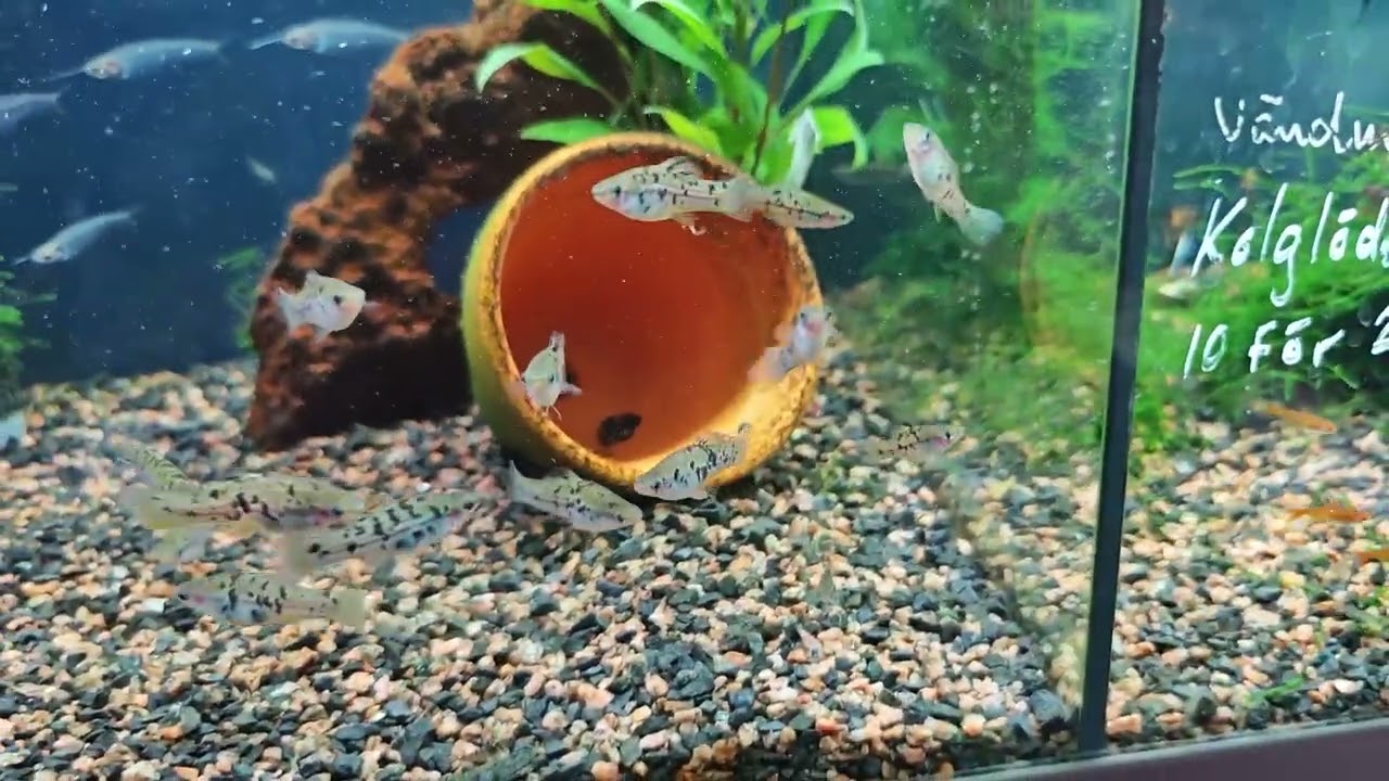 Nytt i butiken! 2025 V.51 Roliga ciklider 🐟🐠