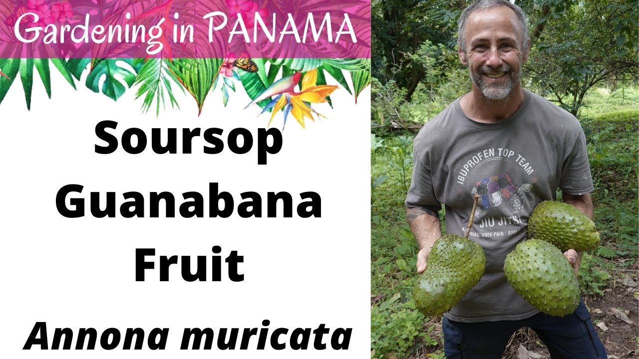Soursop: Harvesting & a Smoothie Recipe! Panama Gardening!