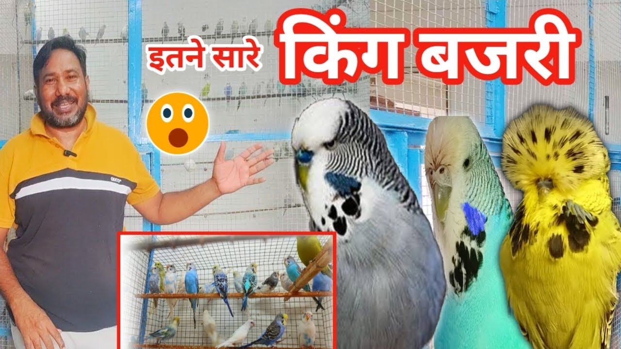 King Size Budgies Parrot Colony Breeding In My Birds Setup // what is king sizevbudgies parrot