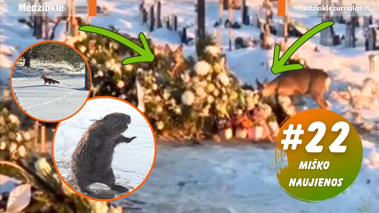 Kapų išniekinimas, šokiai ant ledo ir kelių eismo saugumo pažeidimai. Miško naujienos 22