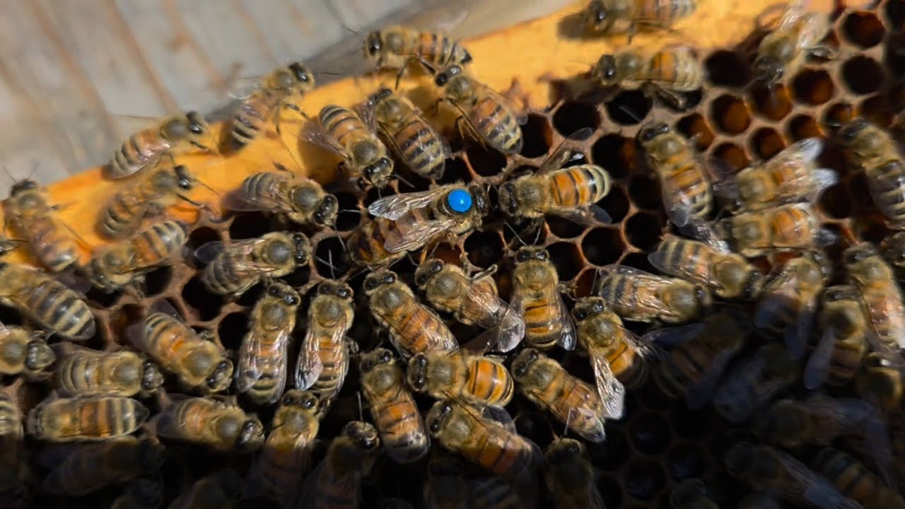 Growing a bee business, winter loss, packages.
