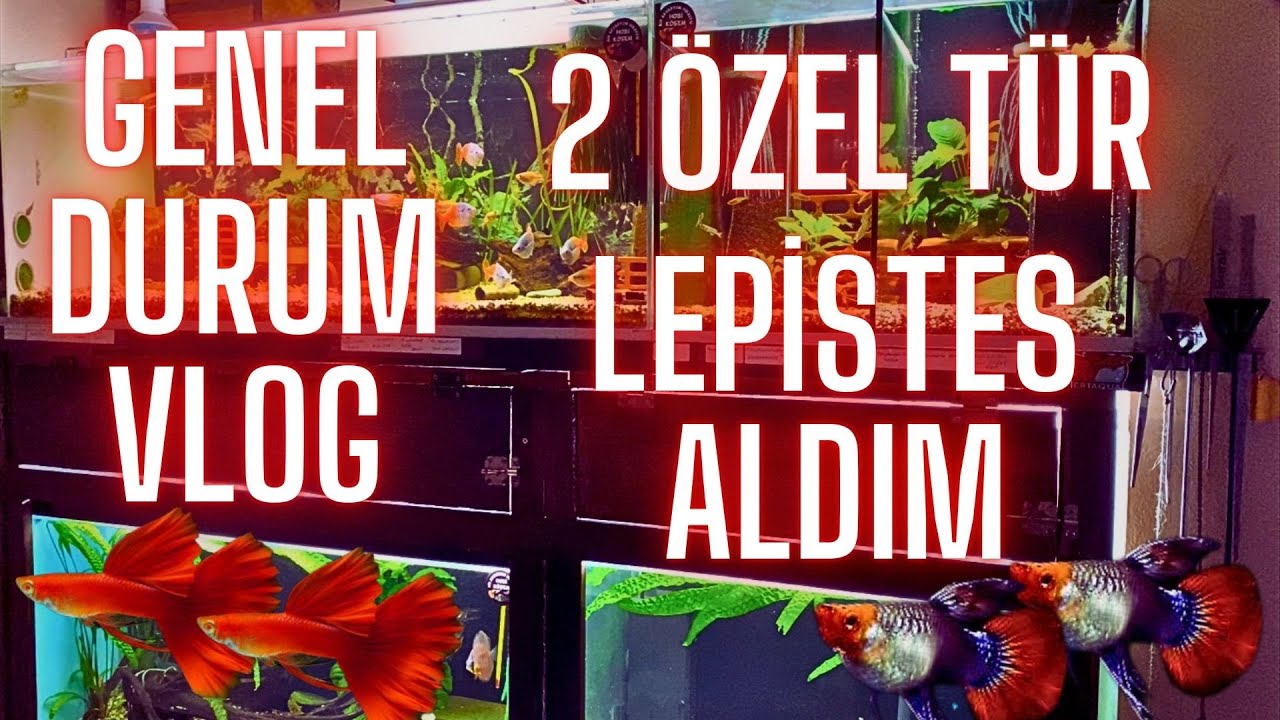 GENEL DURUM VLOG - 2 ADET ÖZEL TÜR LEPiSTES ALDIM-Akvaryum balıkları