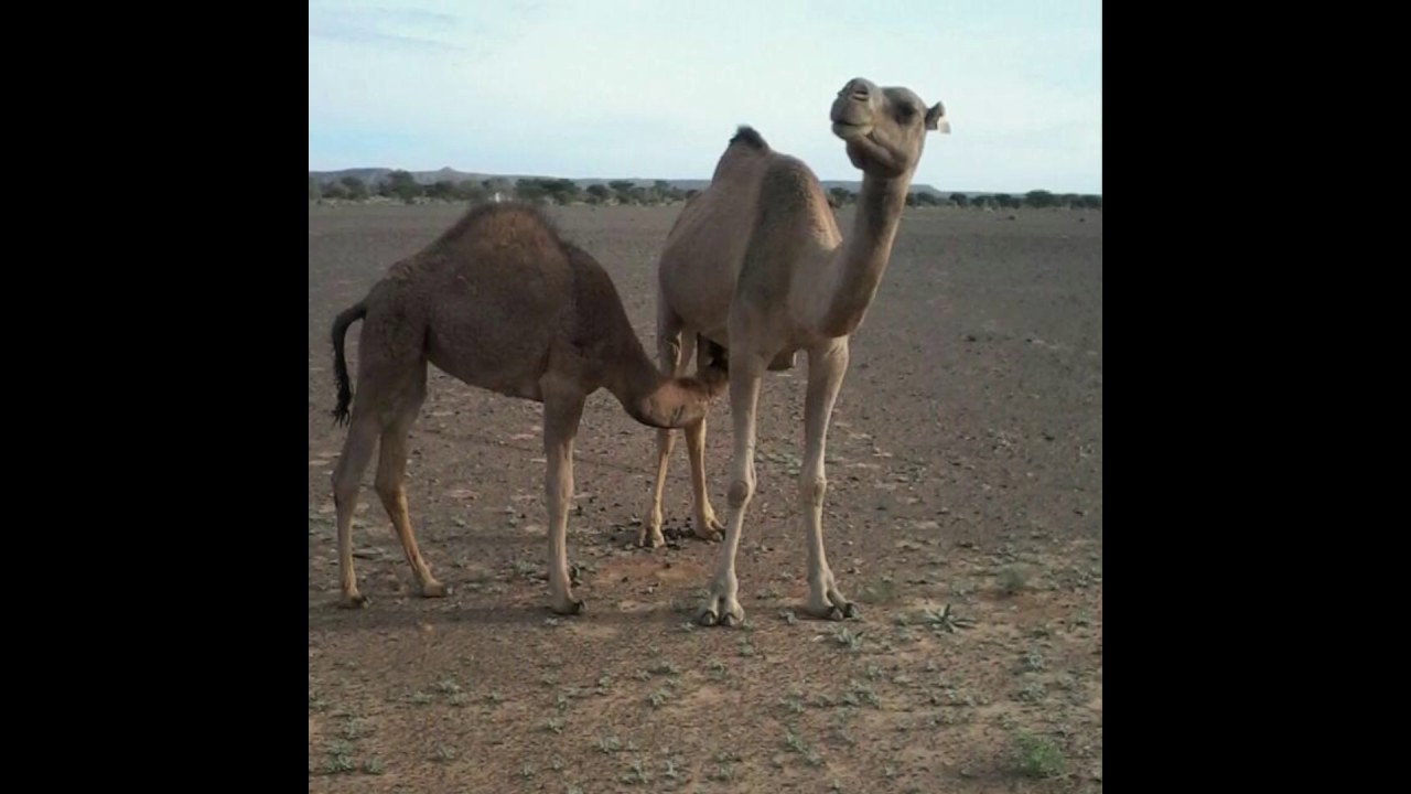 بتي منت شويج