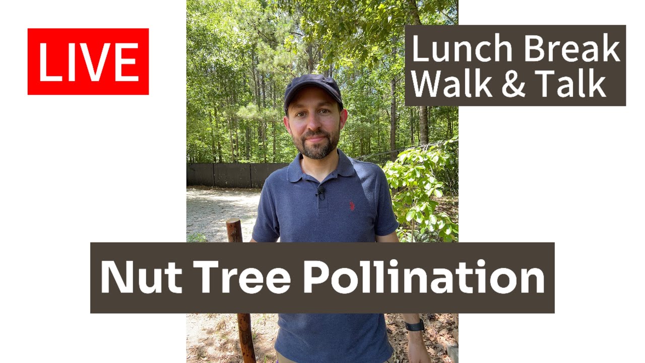 Nut Tree Pollination - Pecans, Chinese Chestnuts and Hazelnuts